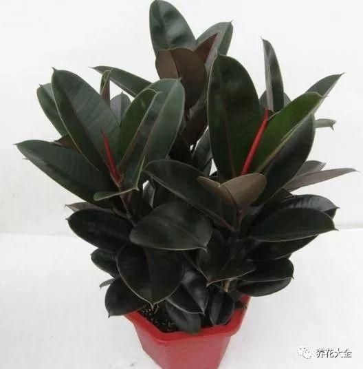 秋冬太冷,養花活不了? 50種花的越冬秘籍,愛看不看!