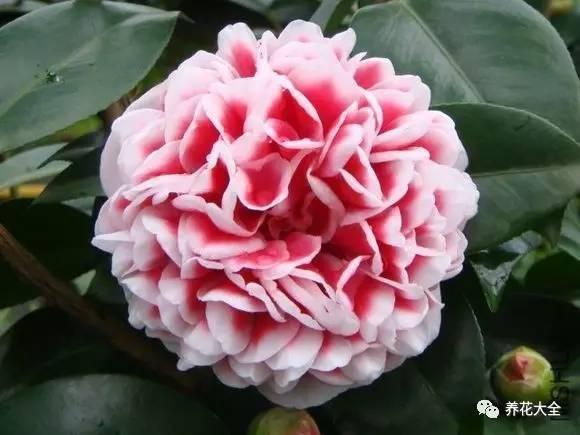 秋冬太冷,養花活不了? 50種花的越冬秘籍,愛看不看!