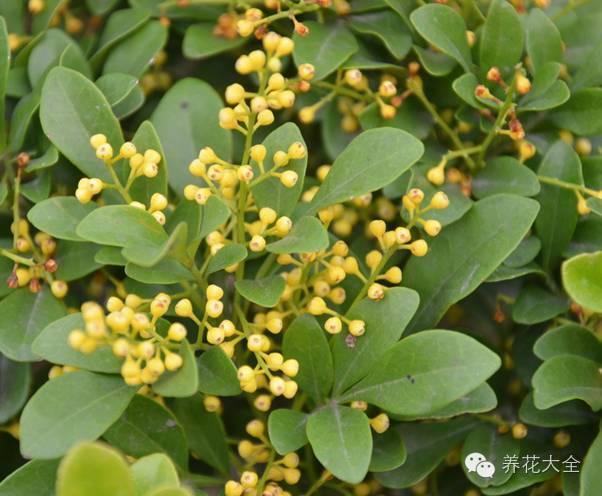 秋冬太冷,養花活不了? 50種花的越冬秘籍,愛看不看!