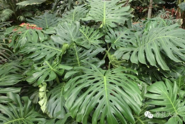 秋冬太冷,養花活不了? 50種花的越冬秘籍,愛看不看!