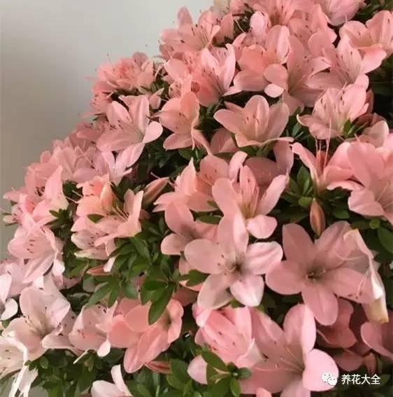 秋冬太冷,養花活不了? 50種花的越冬秘籍,愛看不看!