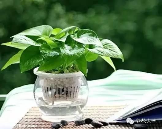 秋冬太冷,養花活不了? 50種花的越冬秘籍,愛看不看!
