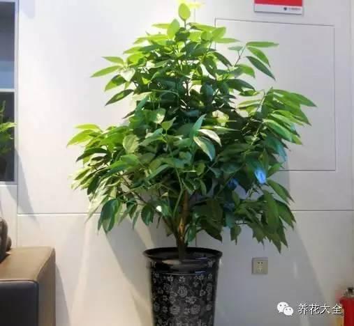 秋冬太冷,養花活不了? 50種花的越冬秘籍,愛看不看!