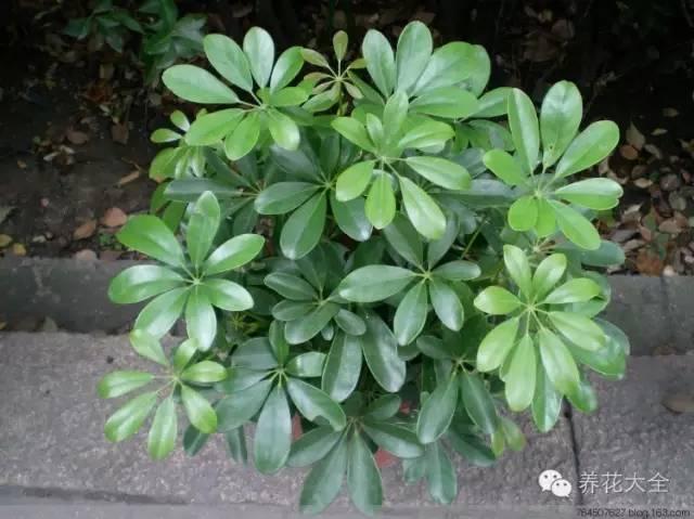 秋冬太冷,養花活不了? 50種花的越冬秘籍,愛看不看!