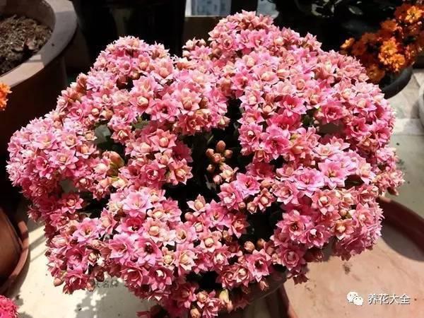 秋冬太冷,養花活不了? 50種花的越冬秘籍,愛看不看!