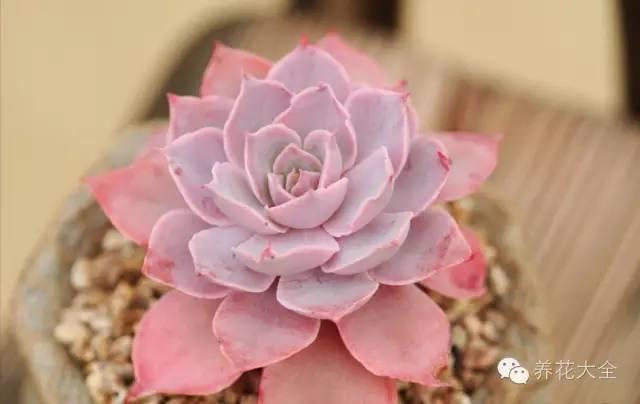 秋冬太冷,養花活不了? 50種花的越冬秘籍,愛看不看!