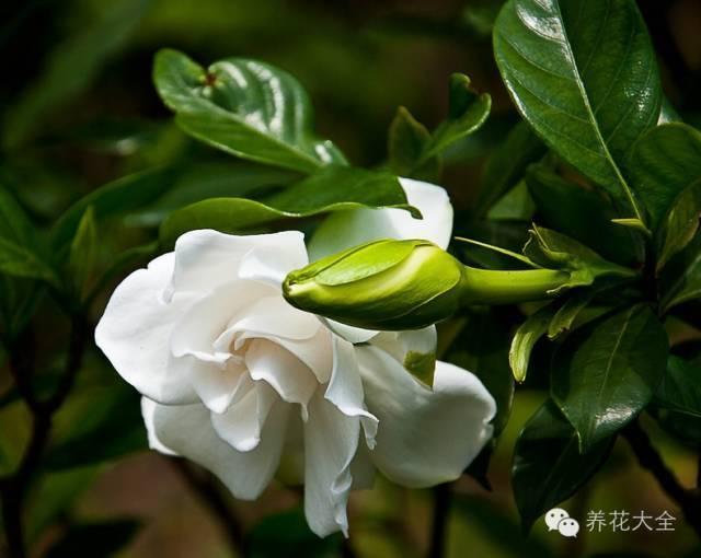 秋冬太冷,養花活不了? 50種花的越冬秘籍,愛看不看!