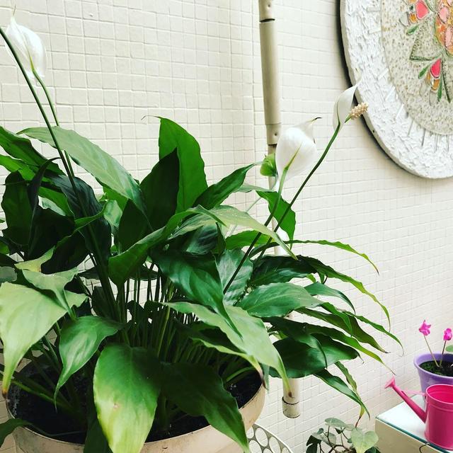 喜歡看到植物與綠色同時出現? 快讓我們把“植物園”搬回家