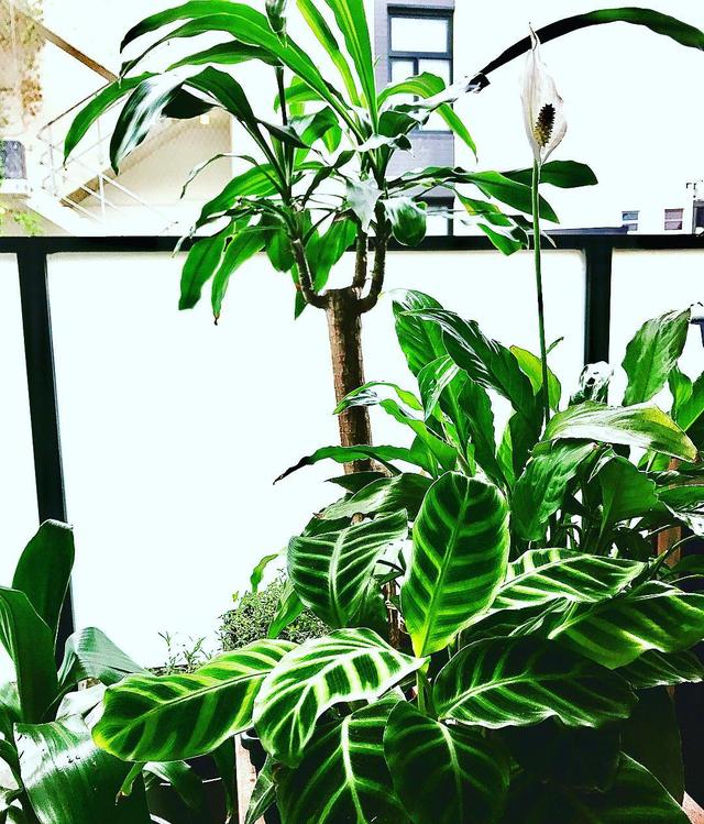 喜歡看到植物與綠色同時出現? 快讓我們把“植物園”搬回家