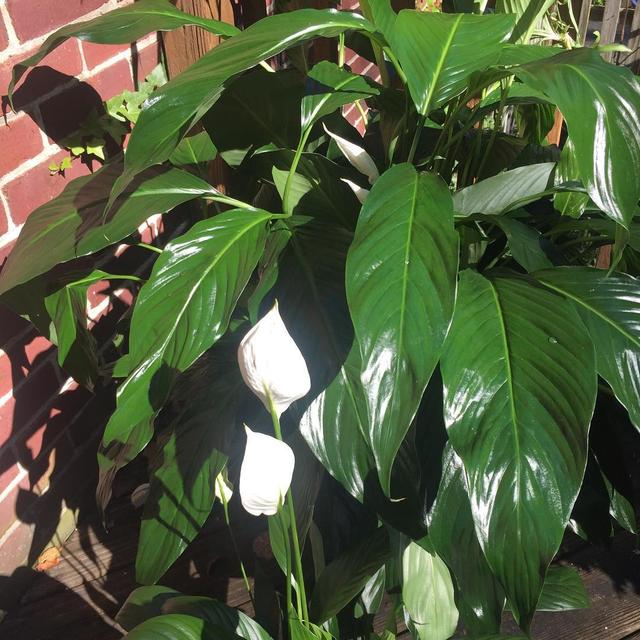 喜歡看到植物與綠色同時出現? 快讓我們把“植物園”搬回家