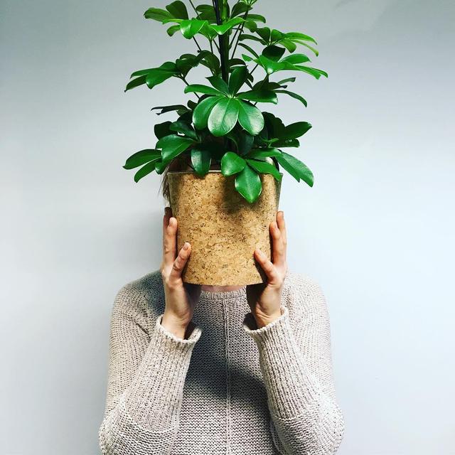 喜歡看到植物與綠色同時出現? 快讓我們把“植物園”搬回家