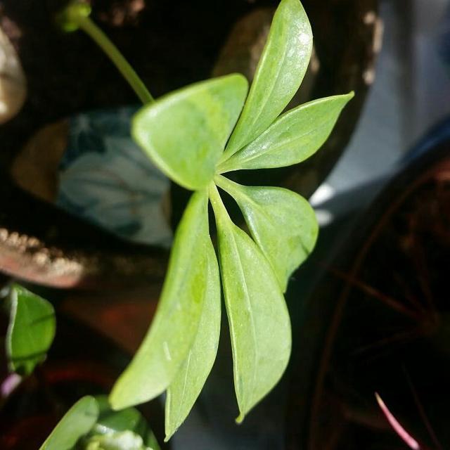 喜歡看到植物與綠色同時出現? 快讓我們把“植物園”搬回家