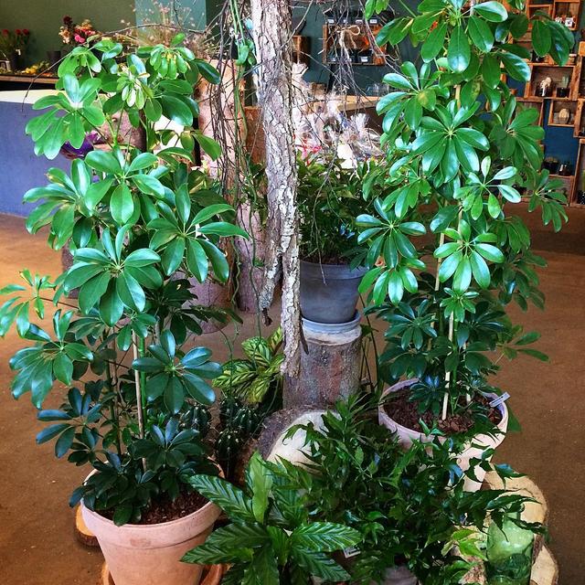喜歡看到植物與綠色同時出現? 快讓我們把“植物園”搬回家