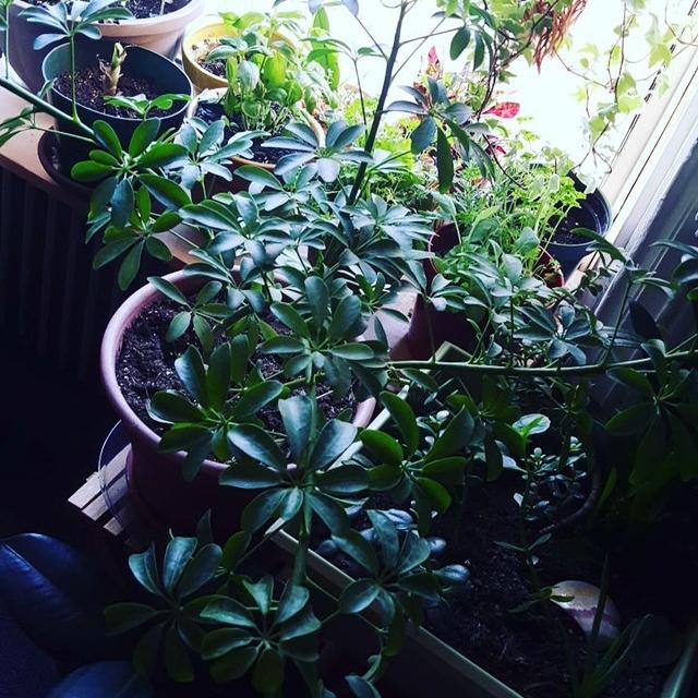 喜歡看到植物與綠色同時出現? 快讓我們把“植物園”搬回家