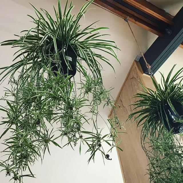喜歡看到植物與綠色同時出現? 快讓我們把“植物園”搬回家