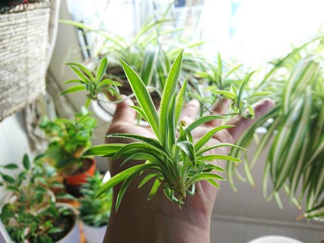 喜歡看到植物與綠色同時出現? 快讓我們把“植物園”搬回家