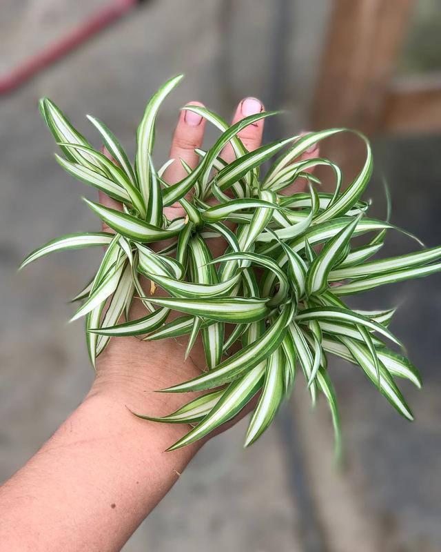 喜歡看到植物與綠色同時出現? 快讓我們把“植物園”搬回家