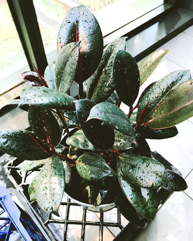 喜歡看到植物與綠色同時出現? 快讓我們把“植物園”搬回家