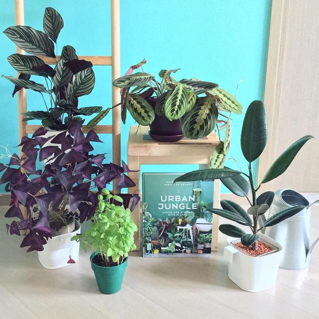 喜歡看到植物與綠色同時出現? 快讓我們把“植物園”搬回家