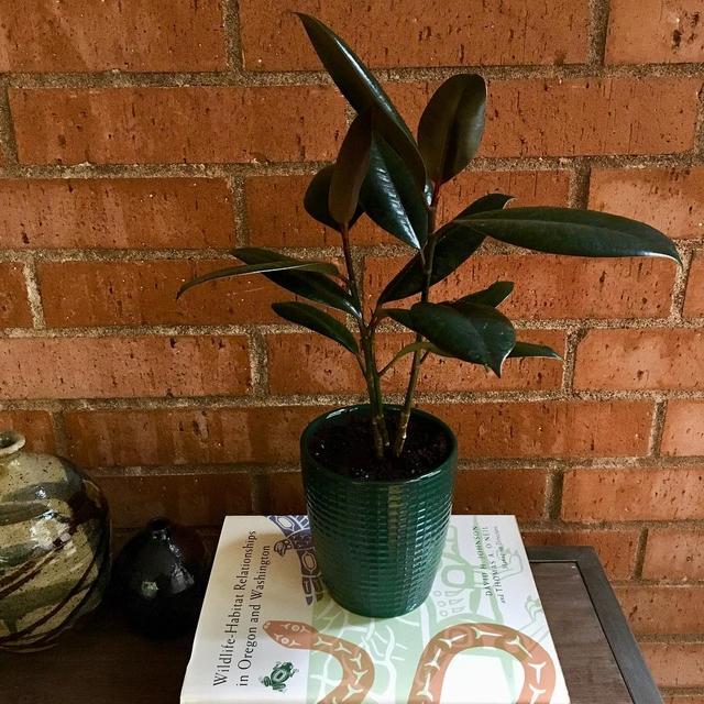 喜歡看到植物與綠色同時出現? 快讓我們把“植物園”搬回家