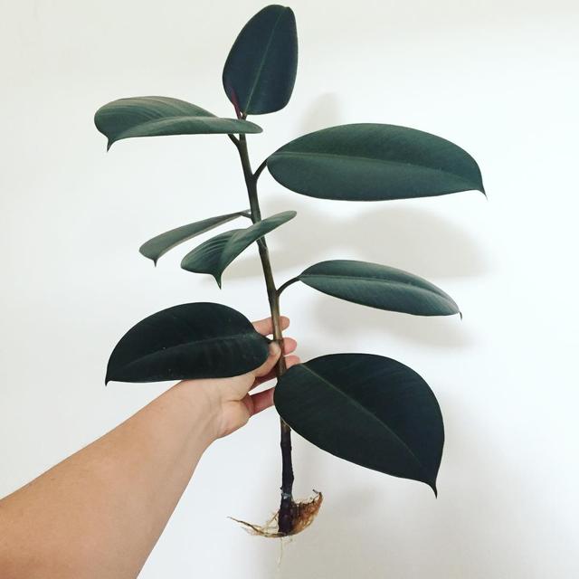 喜歡看到植物與綠色同時出現? 快讓我們把“植物園”搬回家