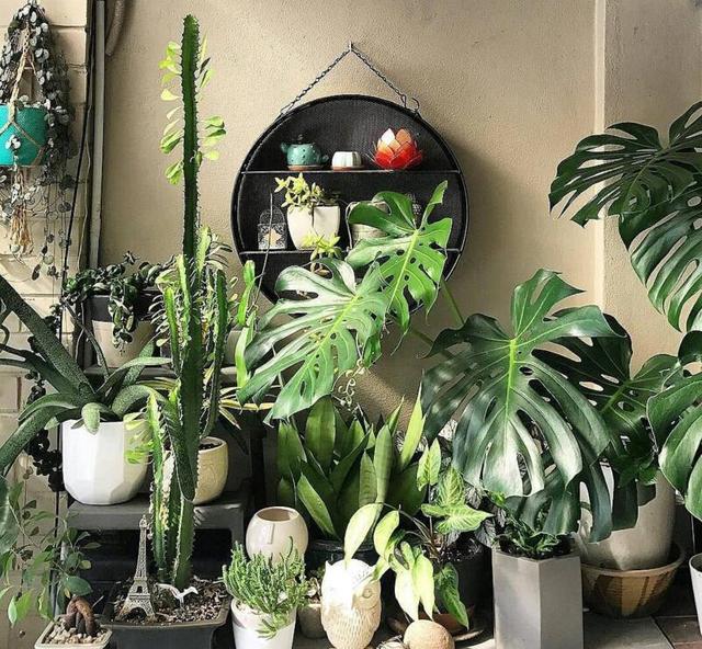 喜歡看到植物與綠色同時出現? 快讓我們把“植物園”搬回家