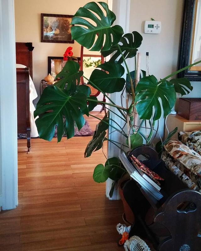 喜歡看到植物與綠色同時出現? 快讓我們把“植物園”搬回家