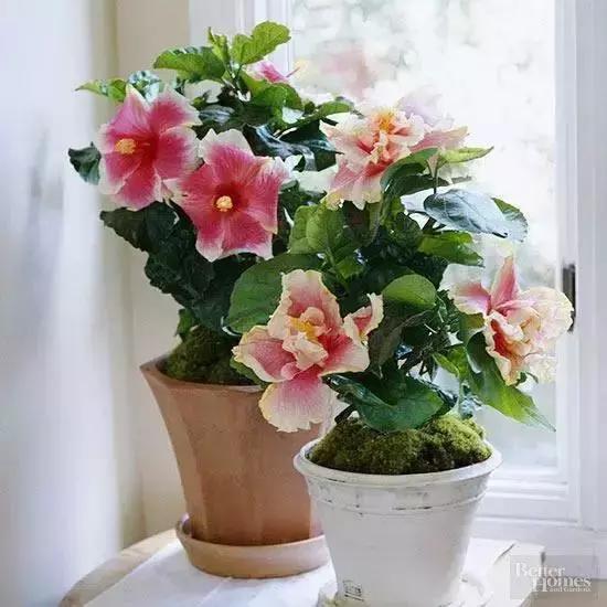 18種在室內會開花的植物，有窗戶就能養！