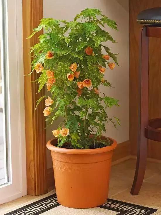 18種在室內會開花的植物，有窗戶就能養！