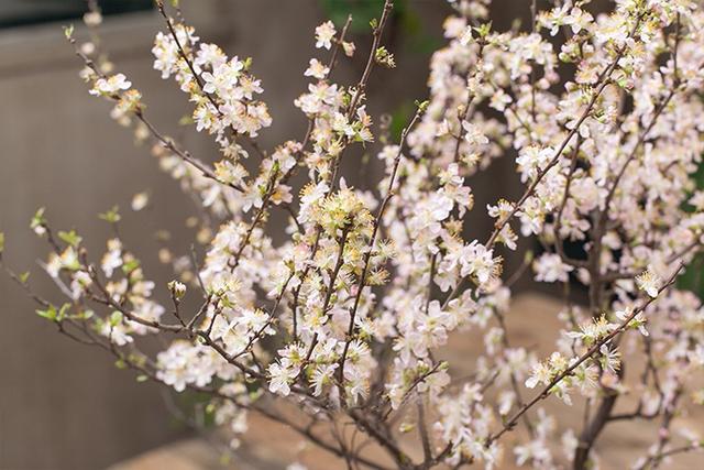 簡約花藝篇丨櫻花“樹”，伴著一縷清香，享受曼妙時光