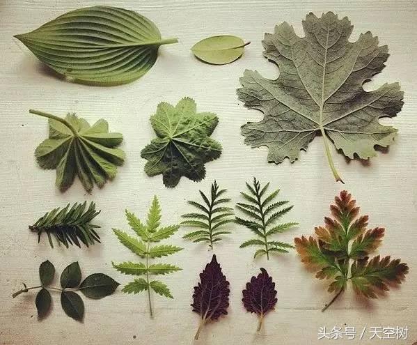 只有這件事,一定要在秋天教給孩子!