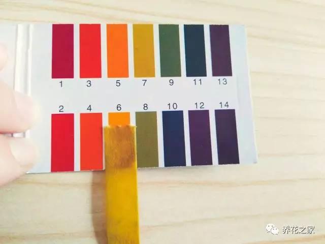 改變花盆土壤酸鹼度的小方法,簡單又實用!