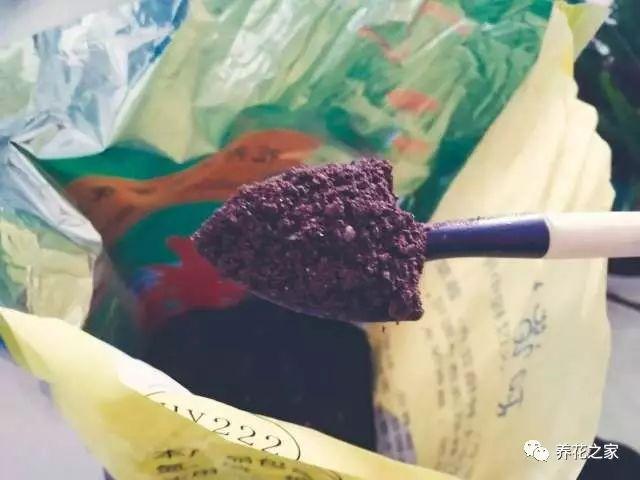 改變花盆土壤酸鹼度的小方法,簡單又實用!