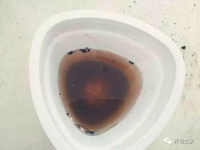 改變花盆土壤酸鹼度的小方法,簡單又實用!