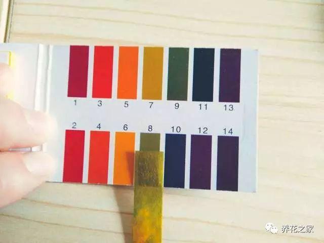 改變花盆土壤酸鹼度的小方法,簡單又實用!