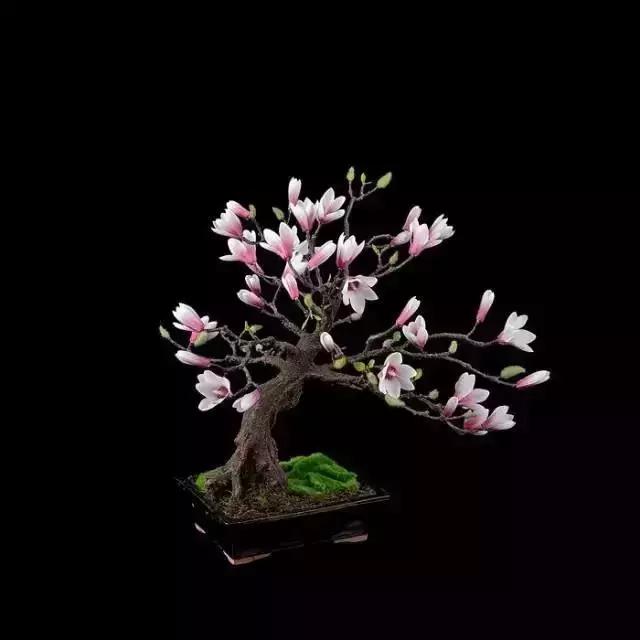 這些盆栽比一座房子都貴,看到的都有眼福了