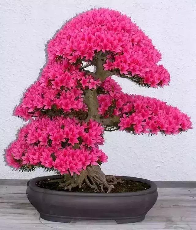 這些盆栽比一座房子都貴,看到的都有眼福了