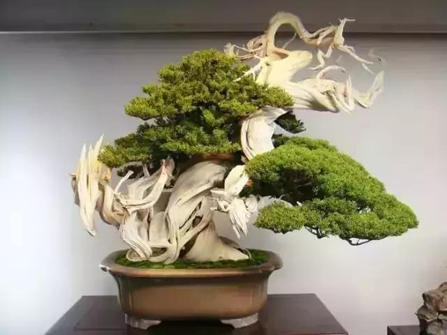 這些盆栽比一座房子都貴,看到的都有眼福了