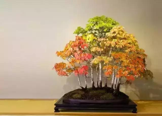 這些盆栽比一座房子都貴,看到的都有眼福了