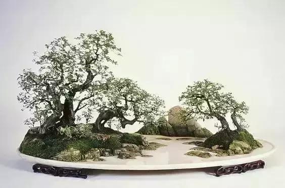 這些盆栽比一座房子都貴,看到的都有眼福了