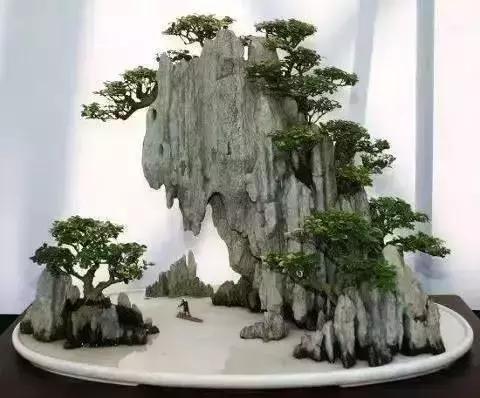 這些盆栽比一座房子都貴,看到的都有眼福了