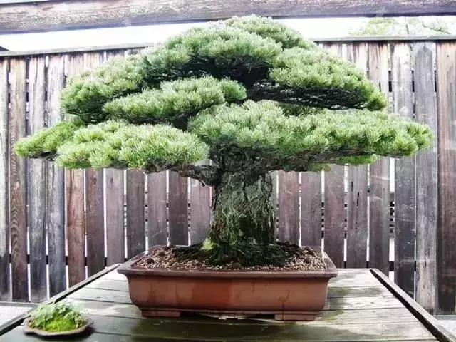 這些盆栽比一座房子都貴,看到的都有眼福了