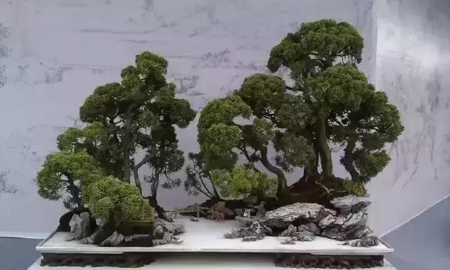 這些盆栽比一座房子都貴,看到的都有眼福了