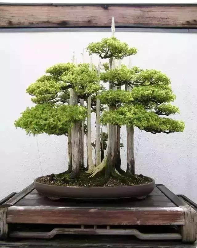 這些盆栽比一座房子都貴,看到的都有眼福了
