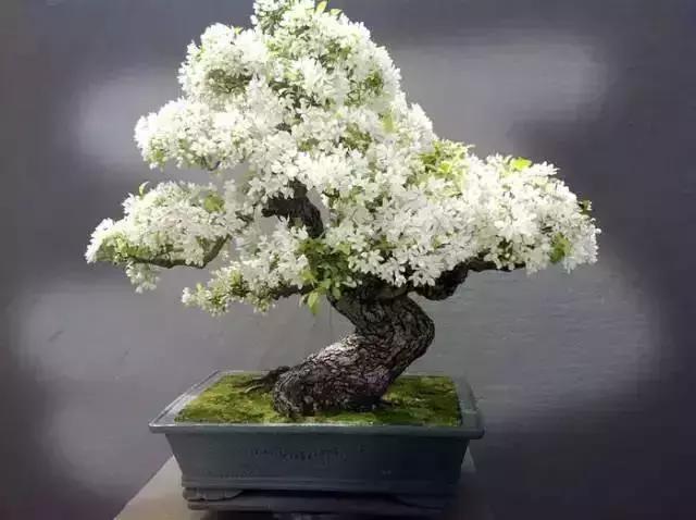 這些盆栽比一座房子都貴,看到的都有眼福了