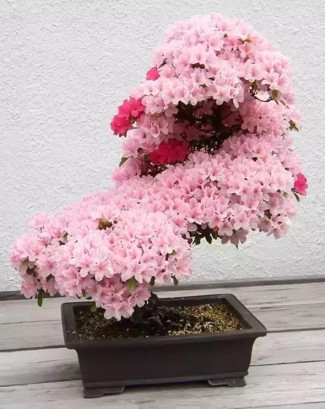 這些盆栽比一座房子都貴,看到的都有眼福了
