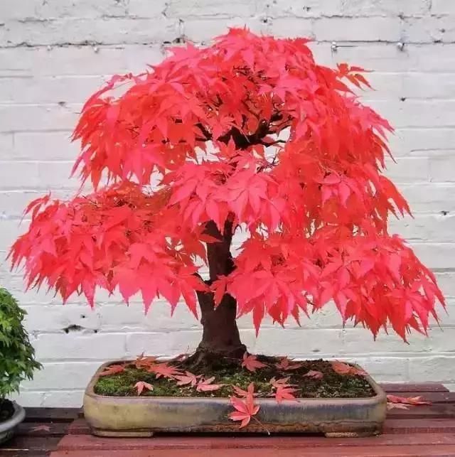 這些盆栽比一座房子都貴,看到的都有眼福了