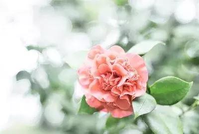 牽我雙手，傾世溫柔（美句）