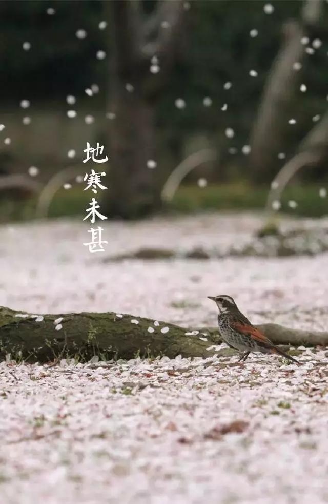 小雪詩詞丨滿城樓觀玉闌干，小雪晴時不共寒