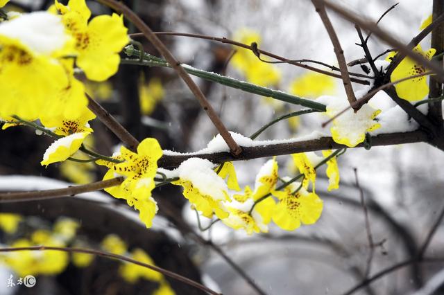 賞雪、賞梅、吟詩、詩中有畫，其中趣味，細細品，別有一番神韻